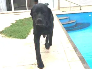 Cachorro raça Labrador  idade 5 anos nome Wolf