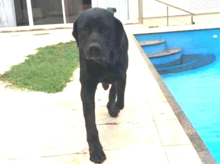 Cachorro ra a Labrador  idade 5 anos nome Wolf