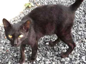 Gato raça Vira-lata  idade 2 a 6 meses nome Mimoso