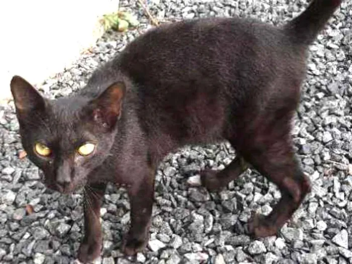 Gato ra a Vira-lata  idade 2 a 6 meses nome Mimoso