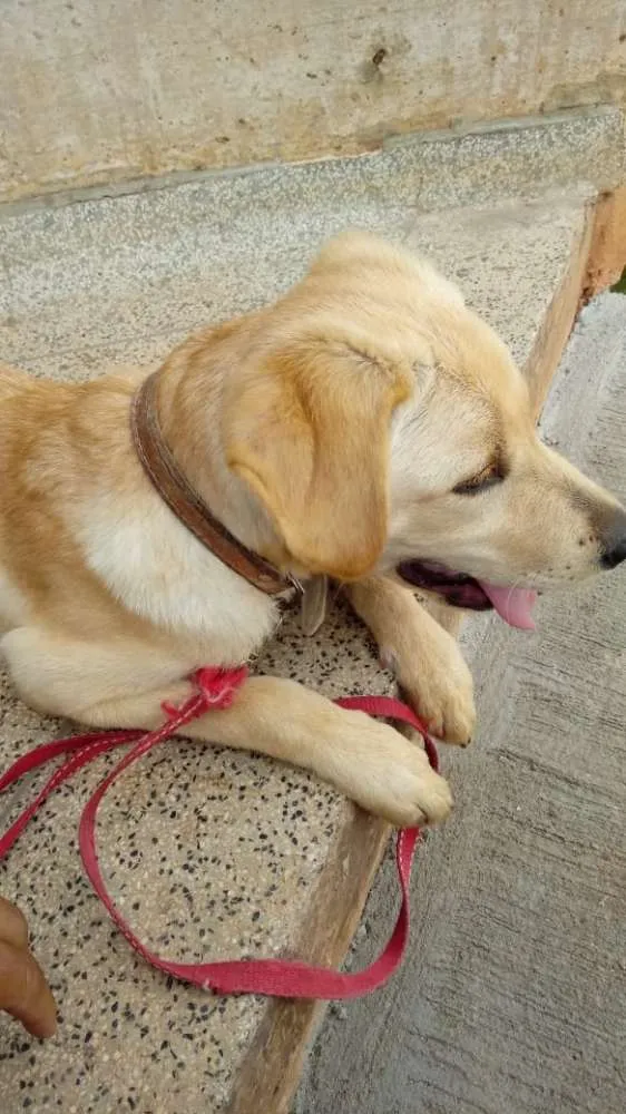 Cachorro ra a Lavrador idade 7 a 11 meses nome Max