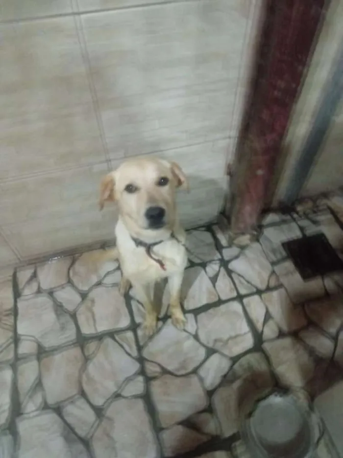 Cachorro ra a Lavrador idade 7 a 11 meses nome Max