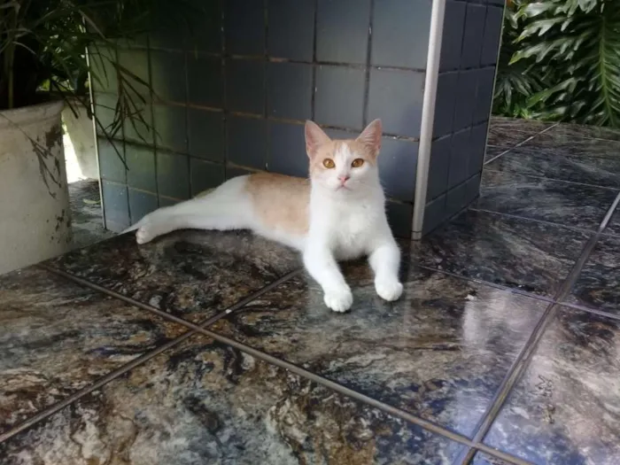 Gato ra a sem raca idade 1 ano nome clara 