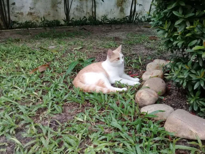 Gato ra a sem raca idade 1 ano nome clara 