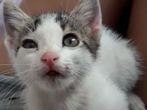 Gato raça Vira lata  idade 2 a 6 meses nome Max