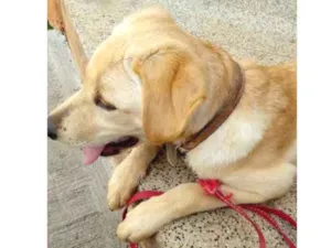 Cachorro raça Lavrador idade 7 a 11 meses nome Max