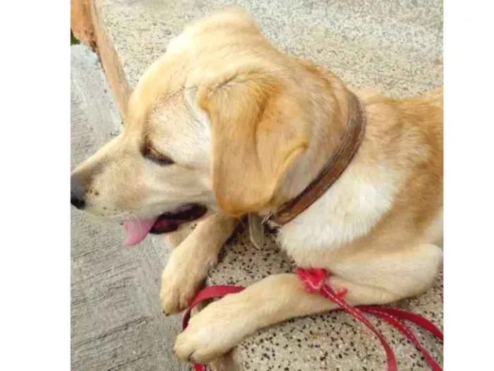 Cachorro ra a Lavrador idade 7 a 11 meses nome Max