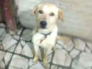 Cachorro raça Lavrador idade 7 a 11 meses nome Max