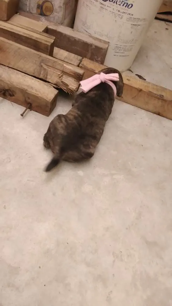 Cachorro ra a Raça indefinida idade Abaixo de 2 meses nome Sem nome ainda