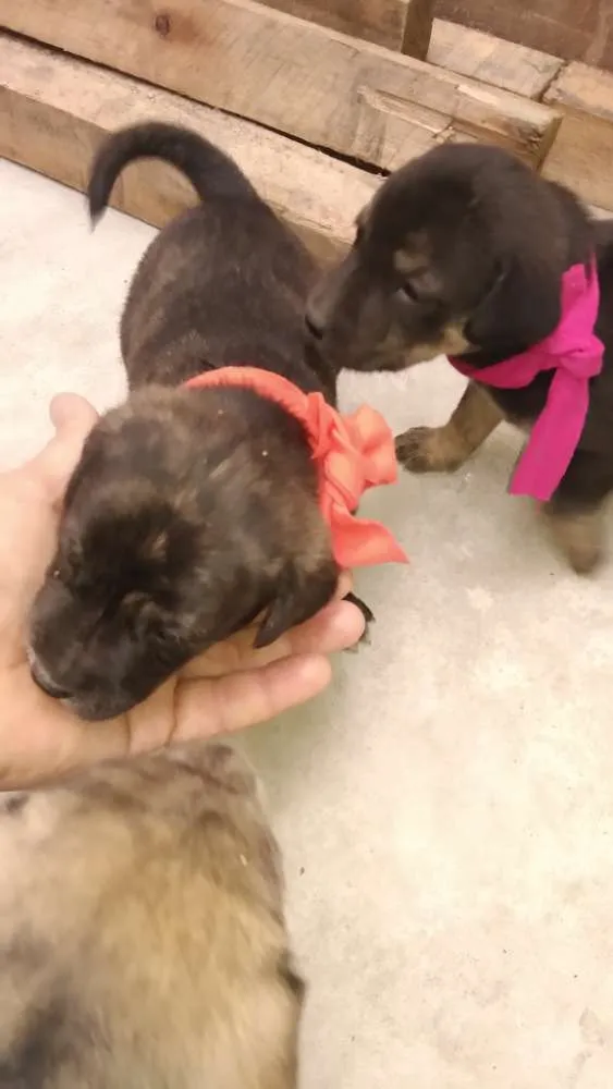Cachorro ra a Raça indefinida idade Abaixo de 2 meses nome Sem nome ainda