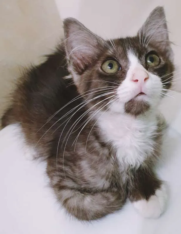 Gato ra a SRD idade 2 a 6 meses nome CARLOS FUMACINHA