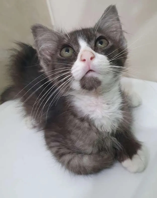 Gato ra a SRD idade 2 a 6 meses nome CARLOS FUMACINHA