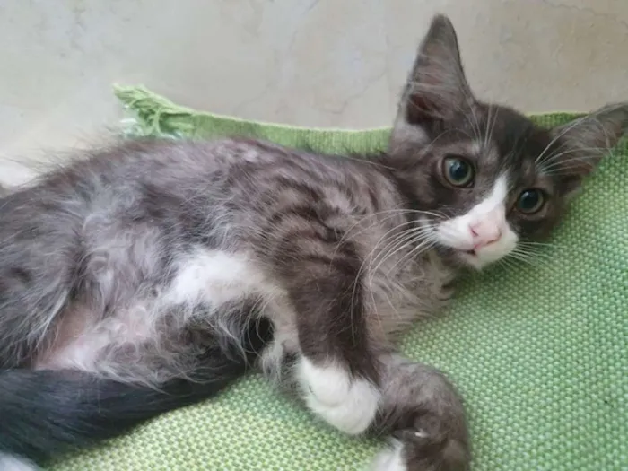 Gato ra a SRD idade 2 a 6 meses nome CARLOS FUMACINHA