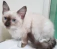 LINEU MIX