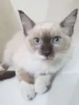 LINEU MIX