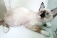 LINEU MIX