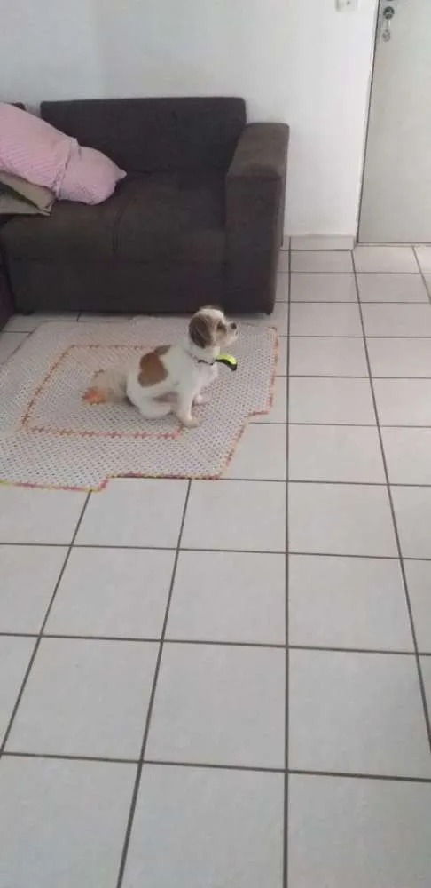 Cachorro ra a Lhasa Apso idade 4 anos nome Spike