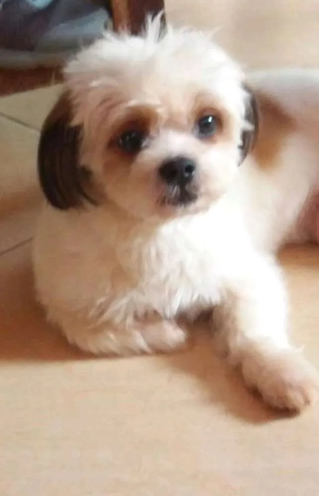 Cachorro ra a Lhasa Apso idade 4 anos nome Spike