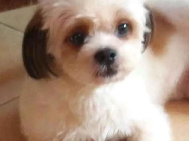 Cachorro ra a Lhasa Apso idade 4 anos nome Spike