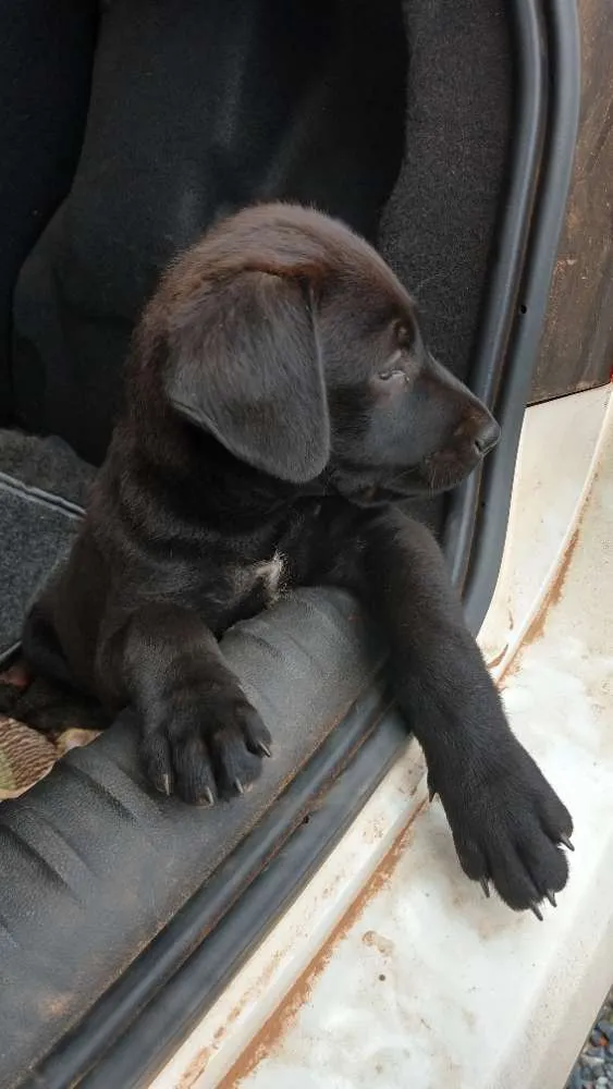 Cachorro ra a Indefinida idade 2 a 6 meses nome Dara