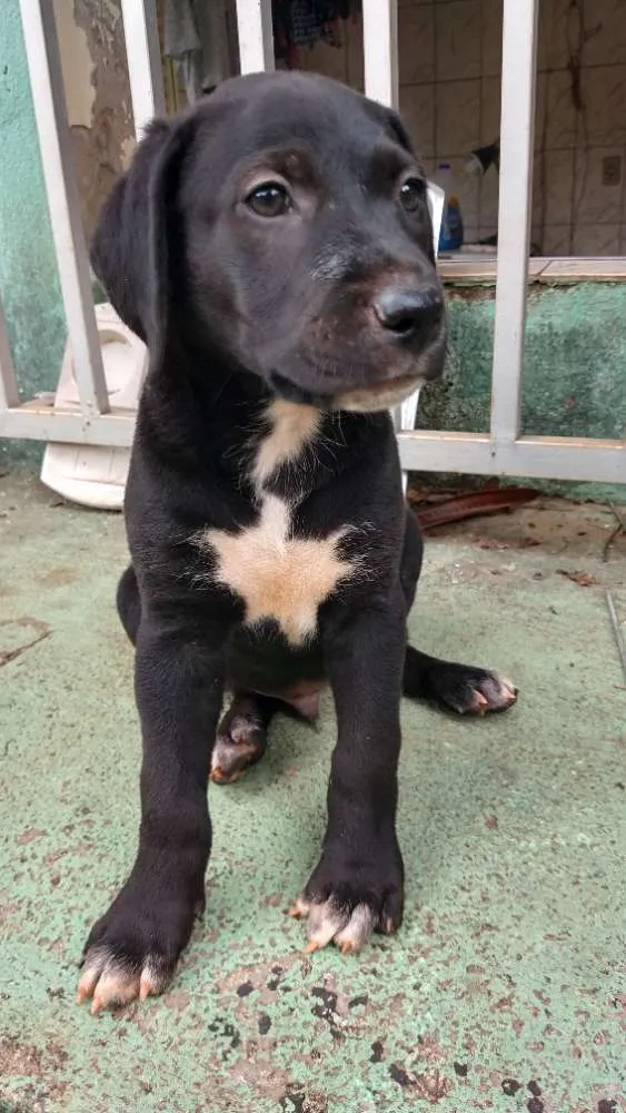 Cachorro ra a Indefinida idade 2 a 6 meses nome Dara