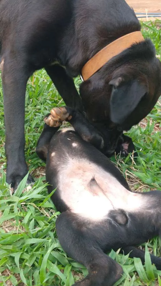 Cachorro ra a Indefinida idade 2 a 6 meses nome Dara