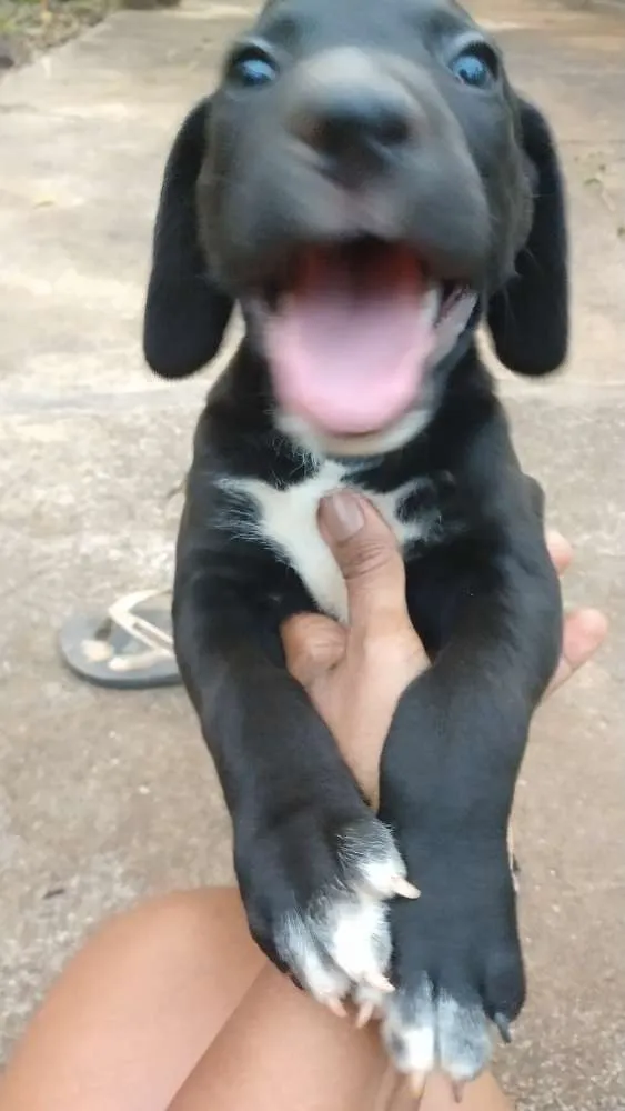 Cachorro ra a Indefinida idade 2 a 6 meses nome Dara