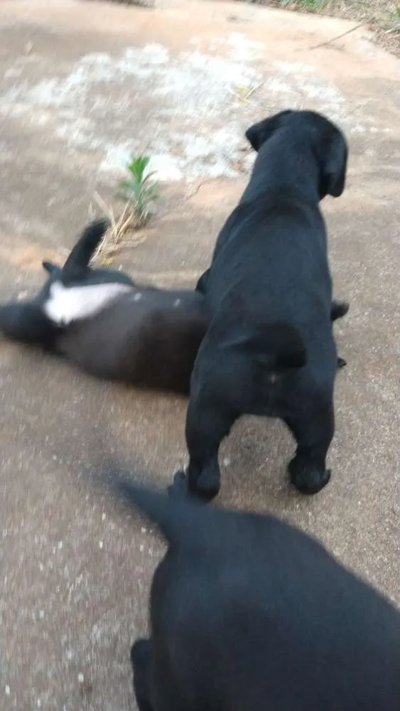 Cachorro ra a Indefinida idade 2 a 6 meses nome Dara