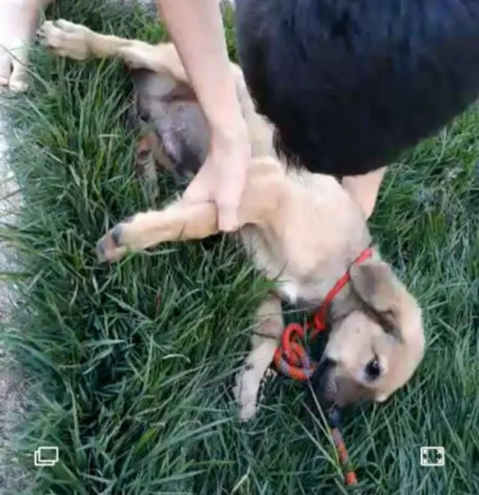 Cachorro ra a  idade 2 a 6 meses nome Scooby
