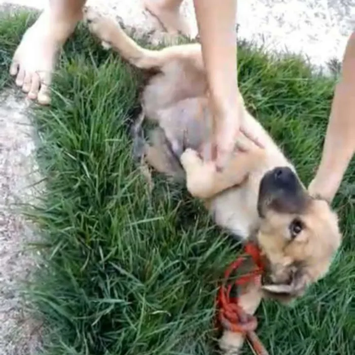 Cachorro ra a  idade 2 a 6 meses nome Scooby
