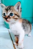 Mili