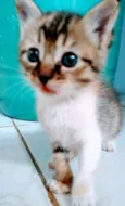 Mili