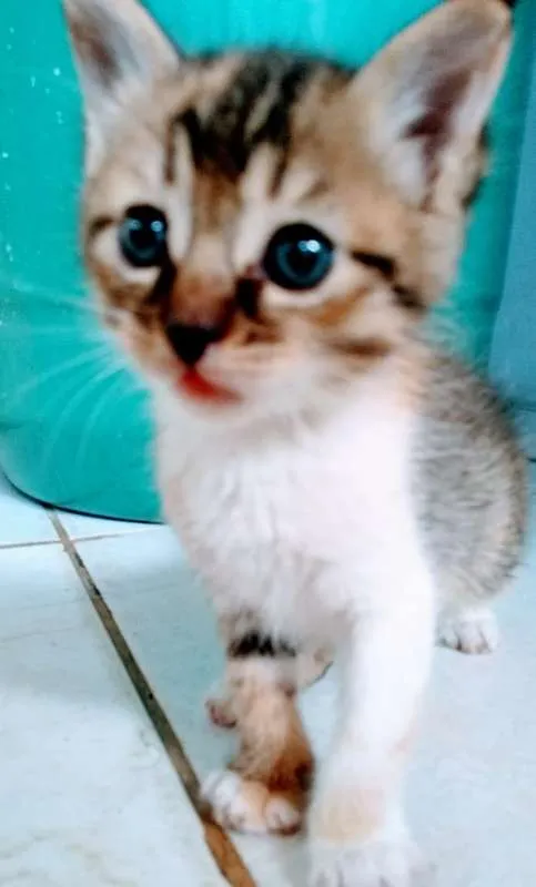 Gato raça  idade Abaixo de 2 meses nome Mili
