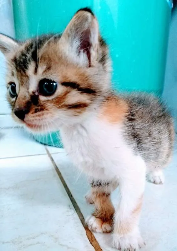 Gato raça  idade Abaixo de 2 meses nome Mili