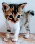 Mili