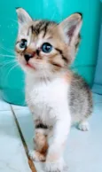 Mili