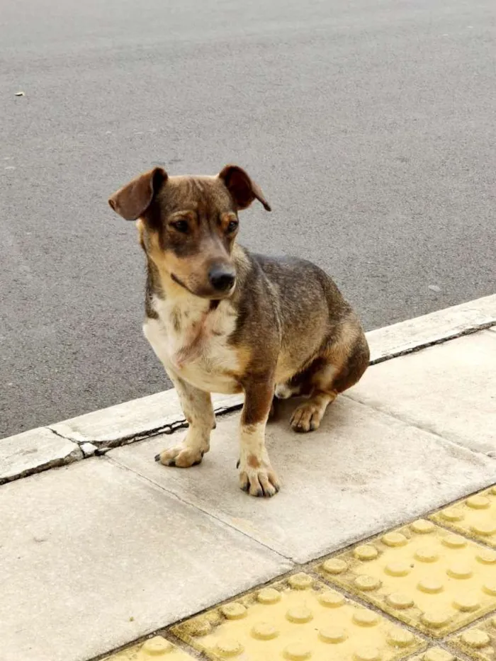 Cachorro ra a Srd idade 1 ano nome Igor