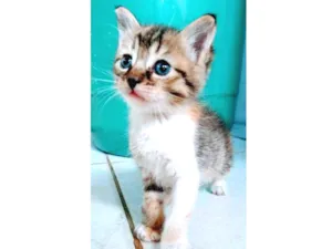 Gato raça  idade Abaixo de 2 meses nome Mili