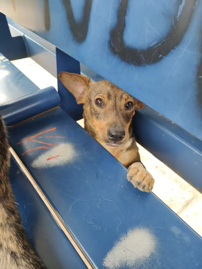 Cachorro ra a Srd idade 1 ano nome Igor