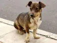 Igor