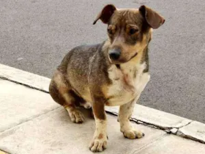 Cachorro raça Srd idade 1 ano nome Igor
