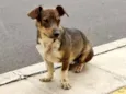 Igor