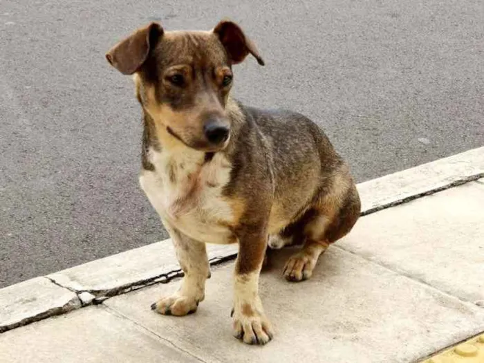 Cachorro ra a Srd idade 1 ano nome Igor