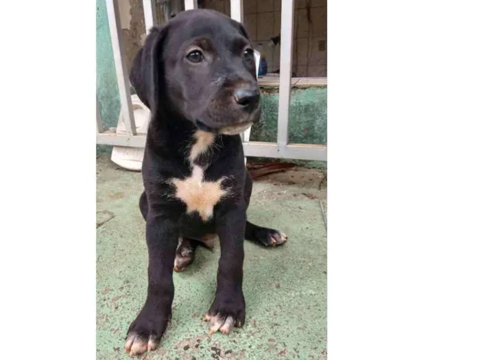Cachorro ra a Indefinida idade 2 a 6 meses nome Dara