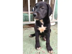 Cachorro raça Indefinida idade 2 a 6 meses nome Dara
