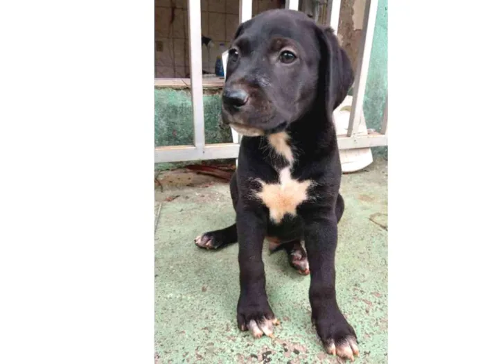 Cachorro ra a Indefinida idade 2 a 6 meses nome Dara