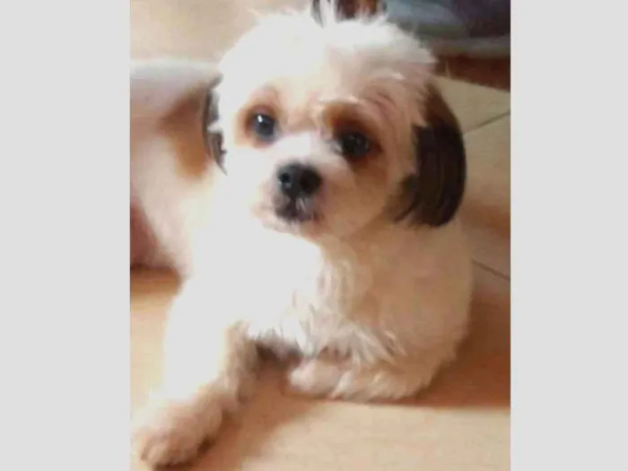 Cachorro ra a Lhasa Apso idade 4 anos nome Spike