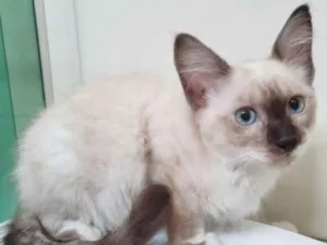 Gato raça SRD idade 2 a 6 meses nome LINEU MIX