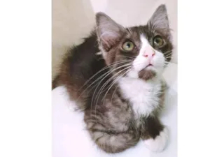 Gato raça SRD idade 2 a 6 meses nome CARLOS FUMACINHA