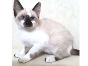Gato raça SRD idade 2 a 6 meses nome LUCINDA MIX